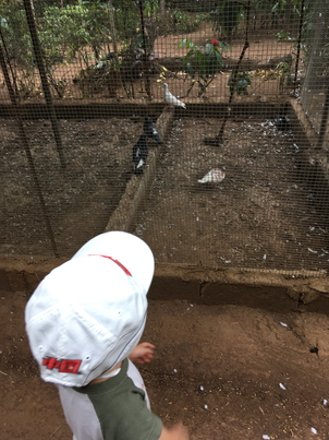 鳩