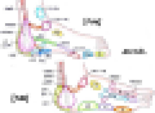 足の反射区